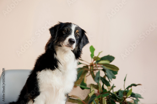 Cute australian shepherd dog sitting at kitchen, modern interior