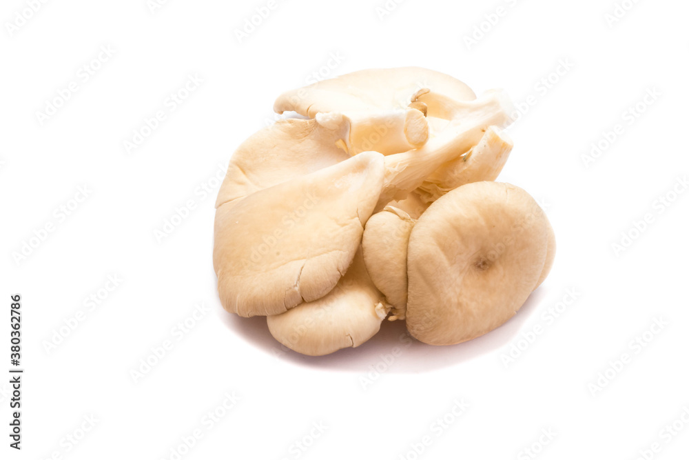 Oyster mushrooms isolated on white background Oyster mushrooms isolated on white background