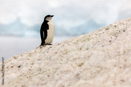 One penguin standing at the edge of rock photo