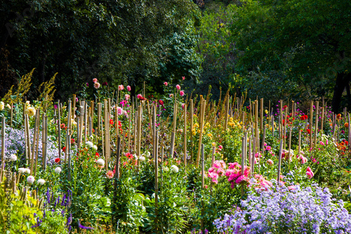 Chrysanthemum garden, flower background, nature beauty in garden © taidundua