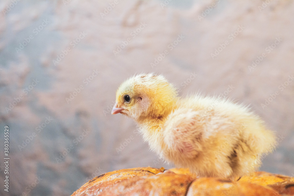 Newborn yellow chicken. Chick hatched from an egg. Chicks together with eggs background for the poultry farm. Newborn yellow chicken. Chick hatched from an egg. Chicks together with eggs background for the poultry farm.