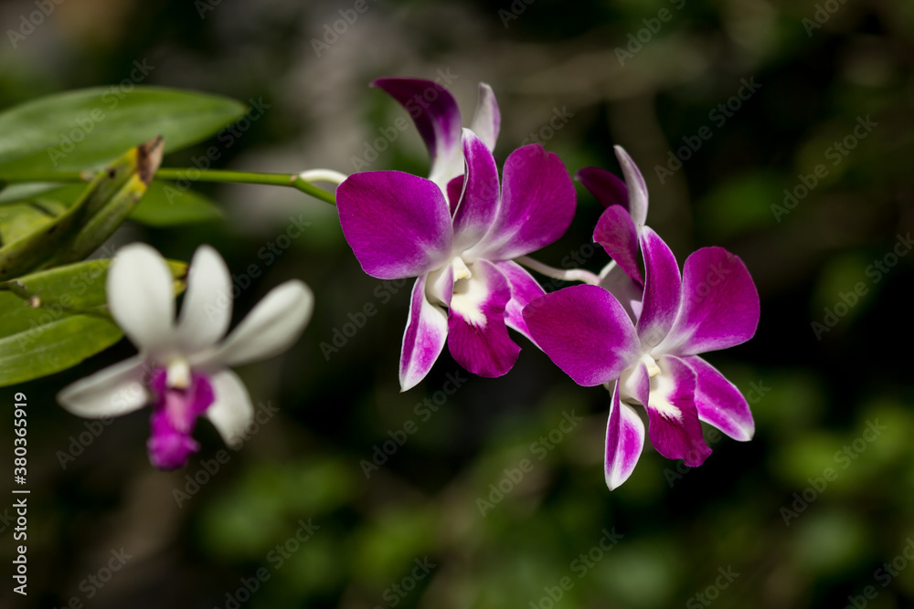 White mix  Pink  orchids flower