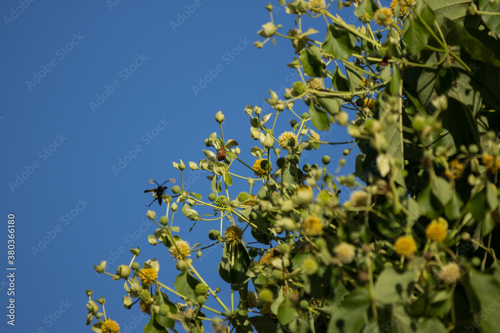 Green flower of teak tree with green leaf Green flower of teak tree with green leaf