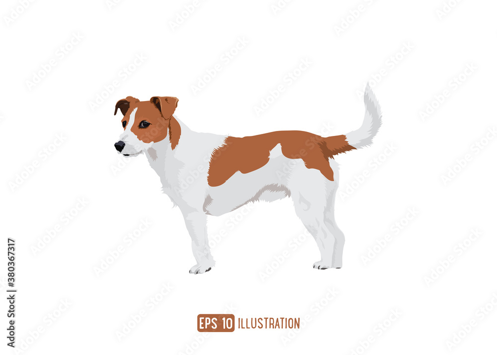 Jack Russell Brown Dog Breed Vector Illustration Isolated