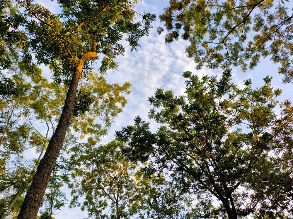 Fototapeta premium tree and sky