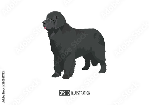 Newfoundland Dog Breed Vector Illustration Isolated