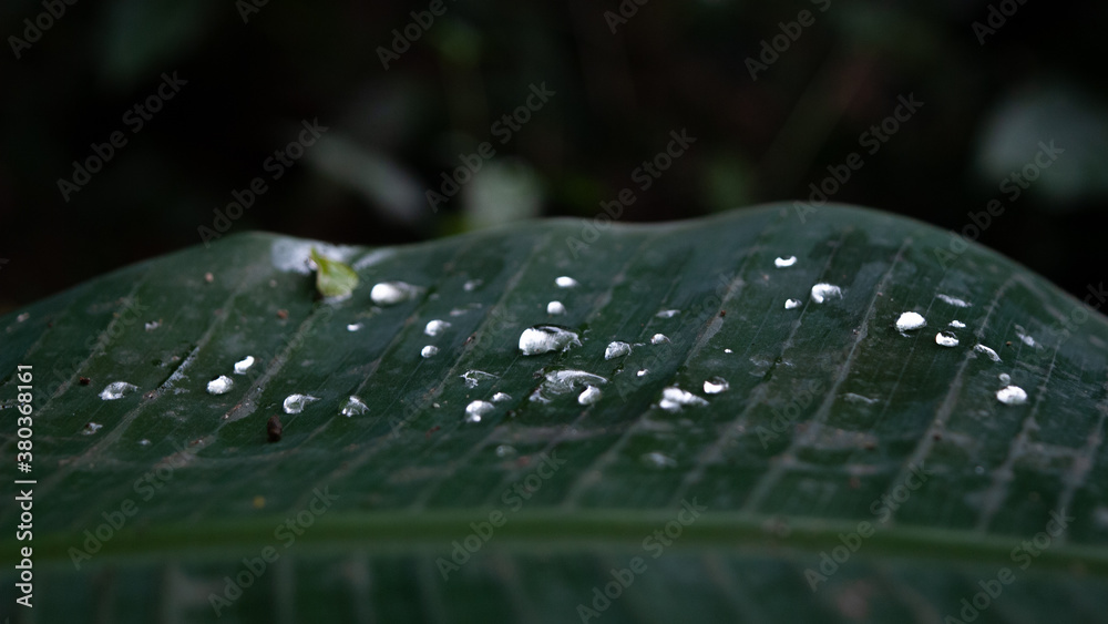 gotas gotas