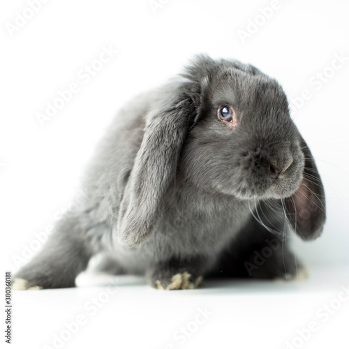 Young grey bunny photo