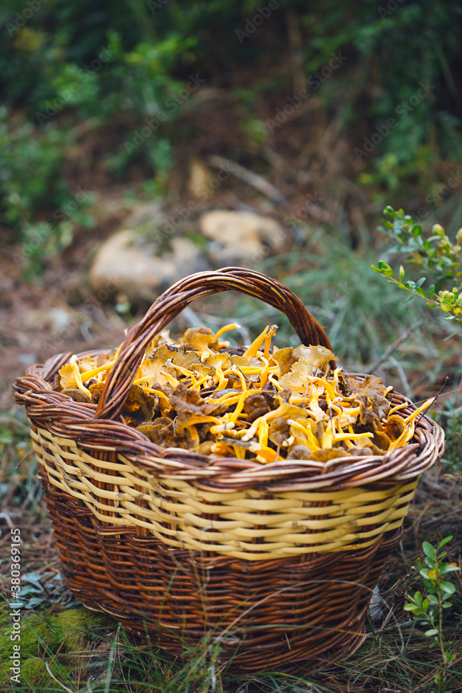 Basket full of mushrooms Basket full of mushrooms