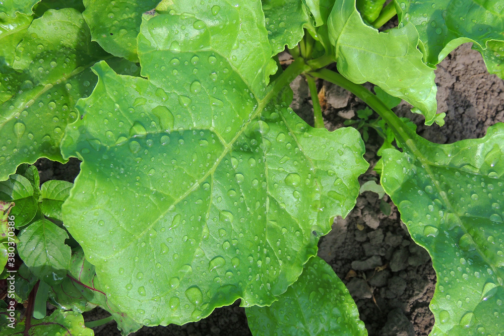 beets in the garden beets in the garden