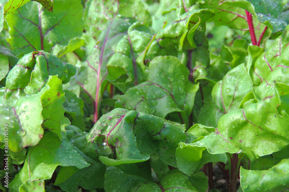 Fototapeta premium beets in the garden