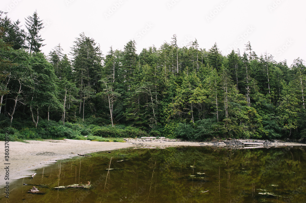 Rainforest of the shores at Vancouver Island, Rainforest of the shores at Vancouver Island,