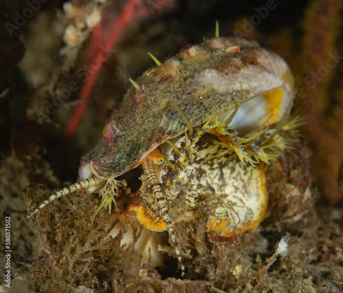 Haliotis kamtschatkana assimilis  Threaded Abalone