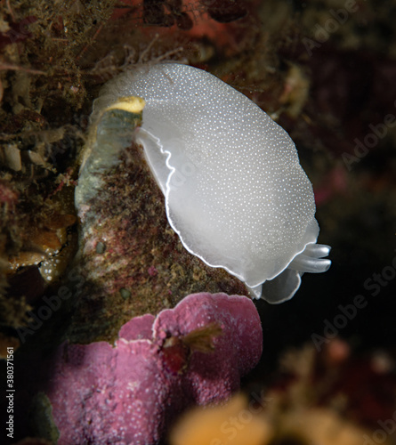 Berthella californica photo