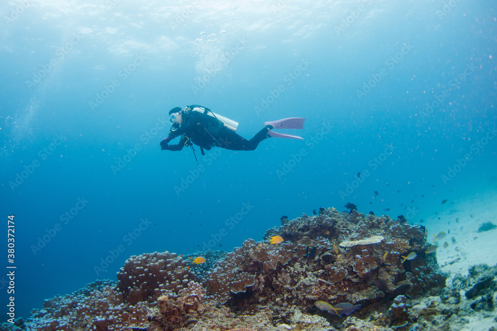scuba diver diving on tropical reef with blue background scuba diver diving on tropical reef with blue background