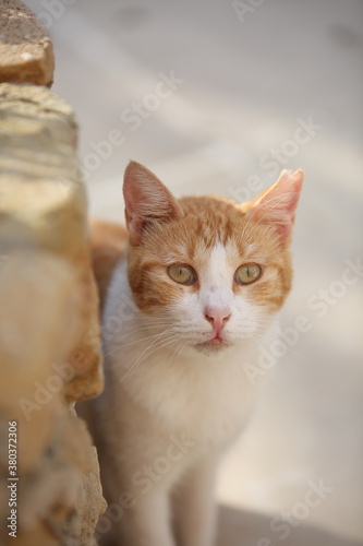 portrait of a cat © Wioletta