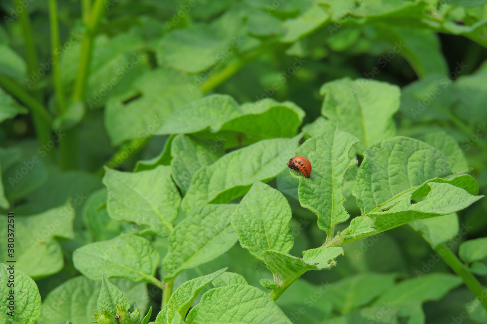 Colorado potato beetle eats potatoes Colorado potato beetle eats potatoes