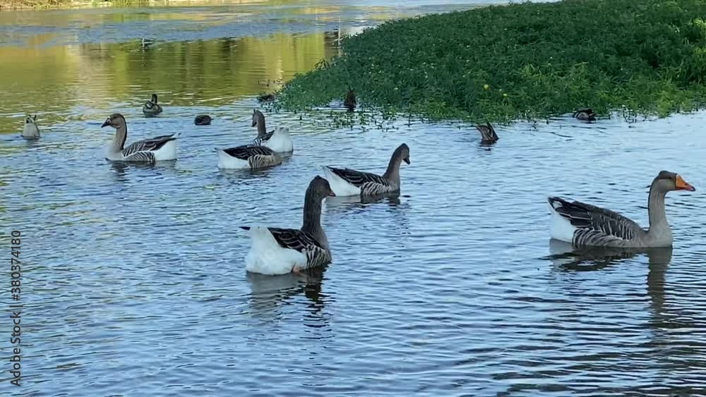 Happy ducks and goose family swimming in the river Happy ducks and goose family swimming in the river