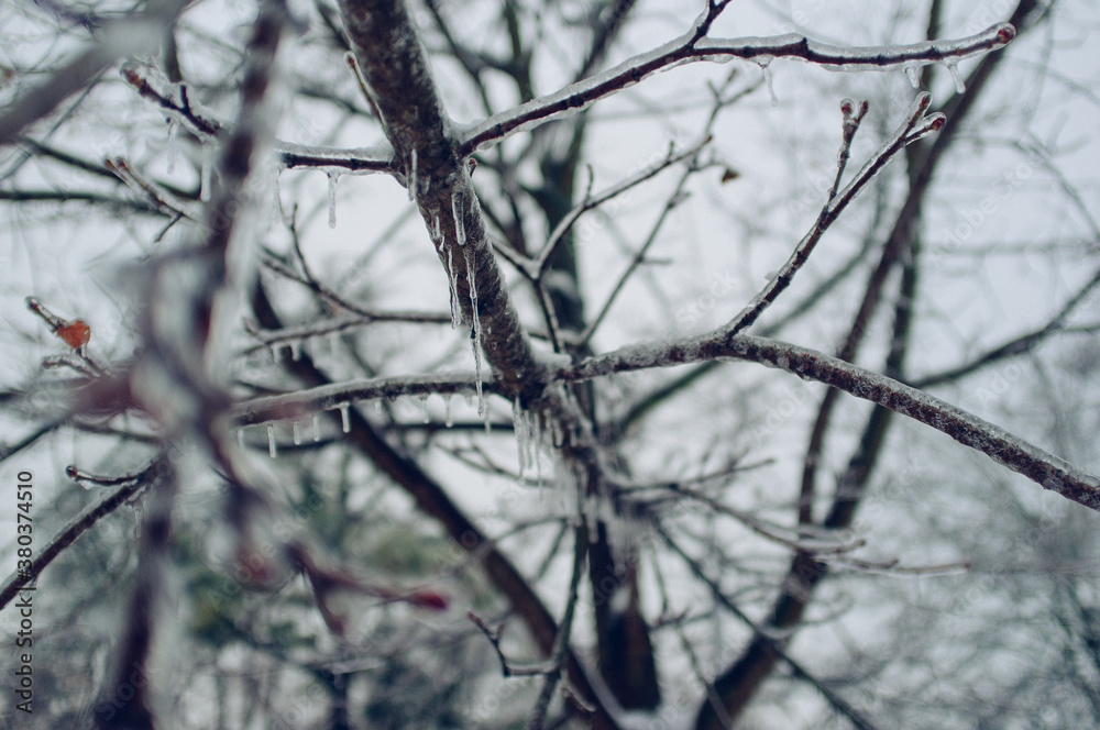 Frozen tree Frozen tree