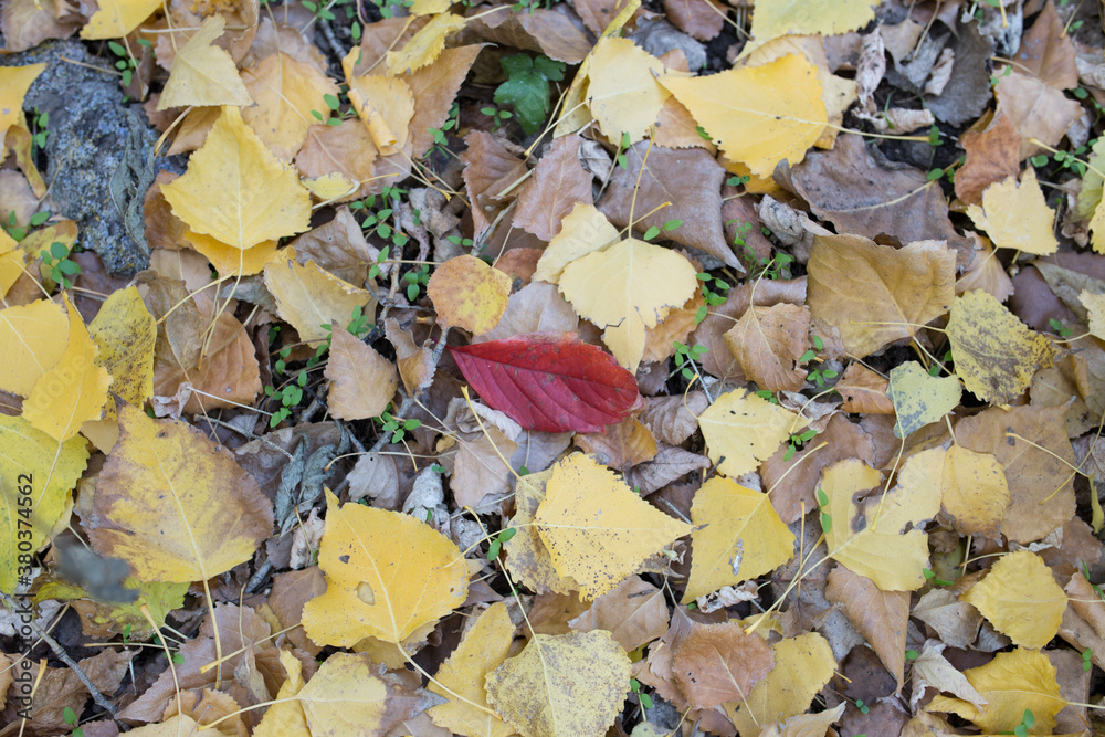 one red leaf among yellow leaves