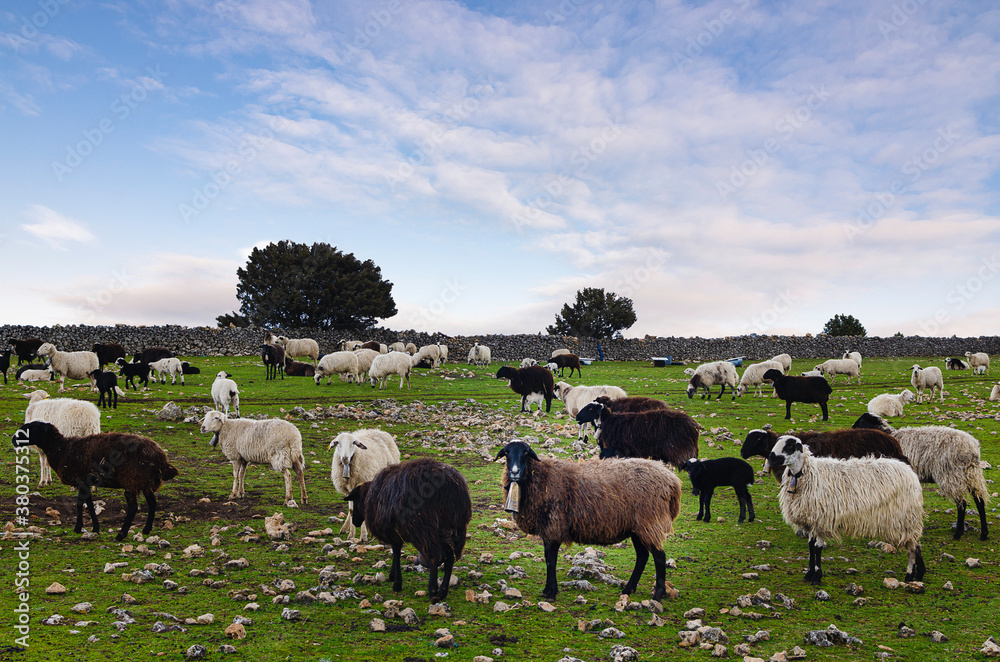 Rebaño de ovejas blancas y negras en un campo de castilla y león en España