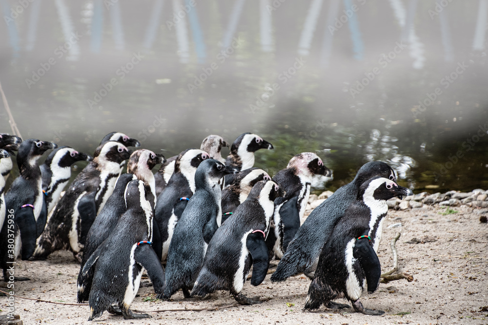 Magellan Penguins (order Sphenisciformes, family Spheniscidae) are a