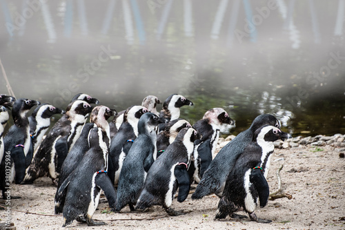Magellan Penguins (order Sphenisciformes, family Spheniscidae) are a group of aquatic, flightless birds living almost exclusively in the southern hemisphere, especially in Antarctica