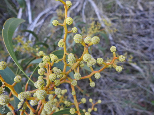 Golden Wreath Wattle (Acacia pycnantha) photo