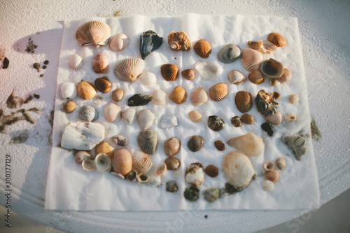 shells photo