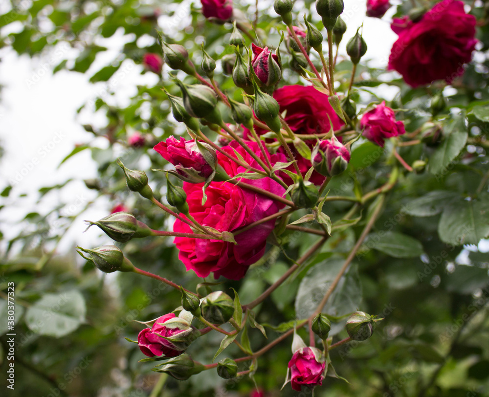 red rose in garden red rose in garden