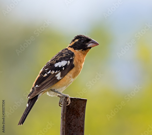 Black-headed Grosbeak perching