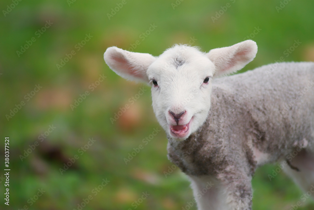 Cute Lamb Bleating Cute Lamb Bleating