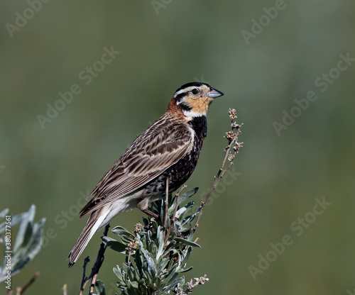 Chestnut-collared Longspur