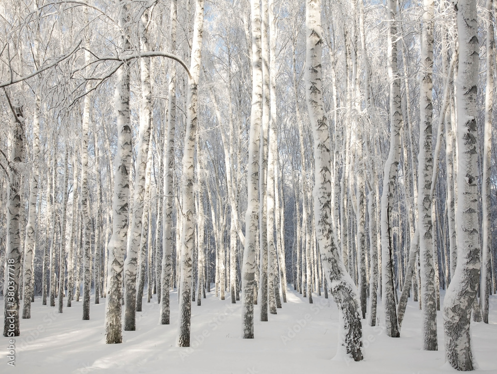 Fototapeta premium Winter sunny birch forest with snowy trees