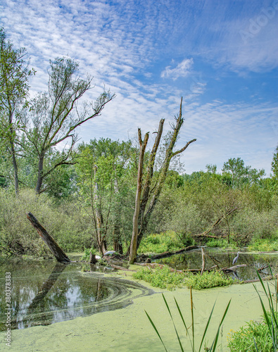 Naturschutzgebiet Urdenbacher Kämpe in Düsseldorf am Rhein,NRW,DEutschland photo