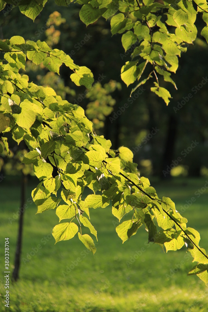 yellow aspen leaves in autumn yellow aspen leaves in autumn