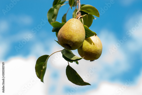 Ripe pears on a branch against the blue sky