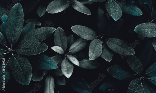 Exotic leaves of bush plant as cyan dark tropical botanical floral verdant retro vintage mysterious pattern background backdrop wallpaper toned in cold colors tones