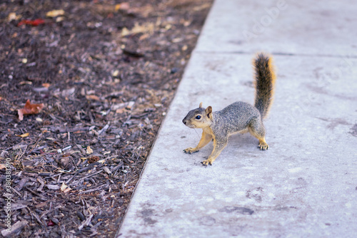 A squirrel on alert! photo