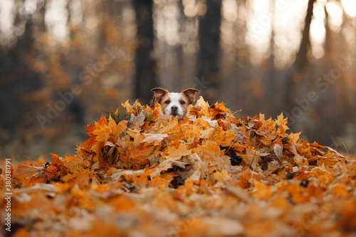 Photo dog in yellow leaves