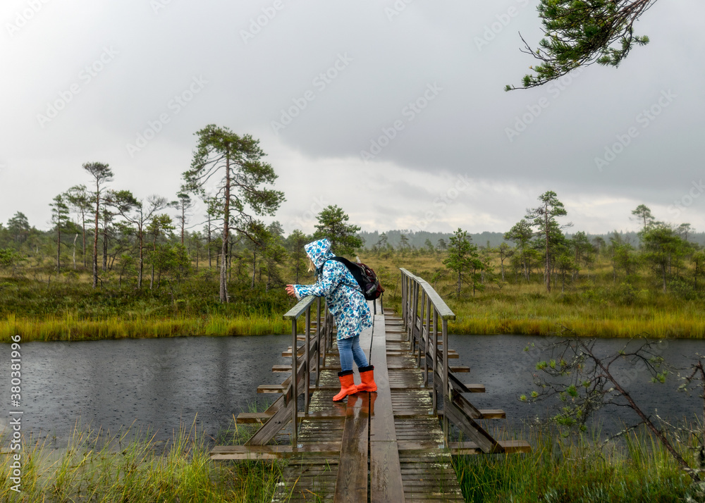 traditional bog landscape with wet trees, grass and bog moss in the rain, wooden bridge over the bog ditch, woman in blue raincoat on a wooden footbridge, foggy and rainy background