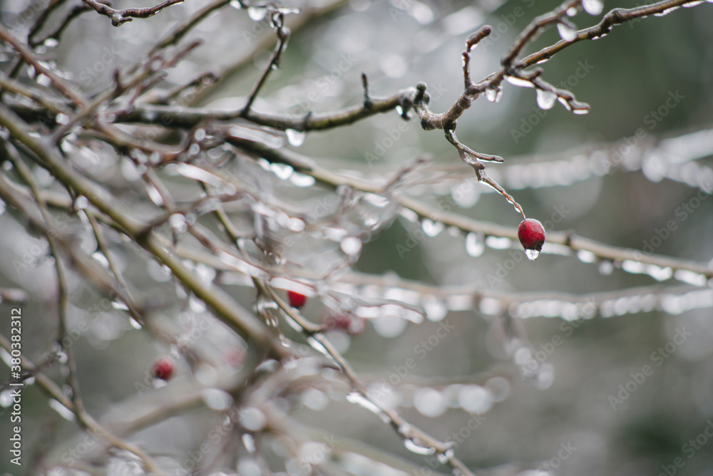 Frozen hawthorn tree Frozen hawthorn tree