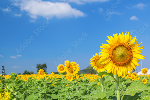 Landscape of natural sunflowers field blooming on blue sky background