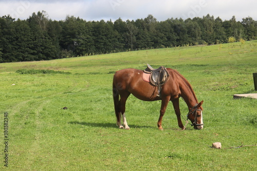 horse in rural field near mill
