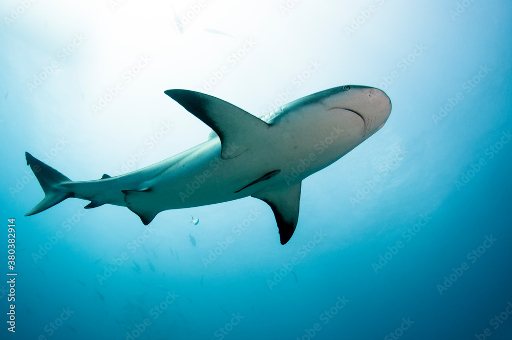 Underside of Caribbean Reef Shark Underside of Caribbean Reef Shark
