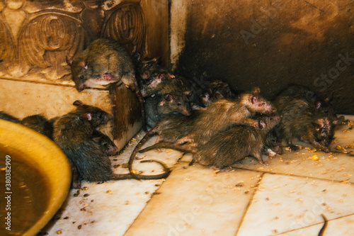 Rat Temple in Rajasthan India. photo