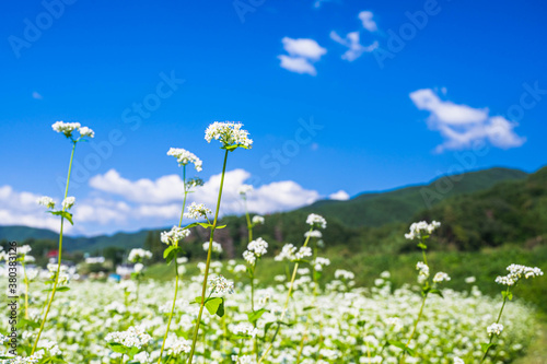 そばの畑の白い花