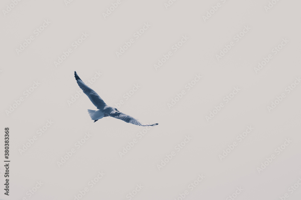 Obraz premium Seagull flying in the sky. Selective focus