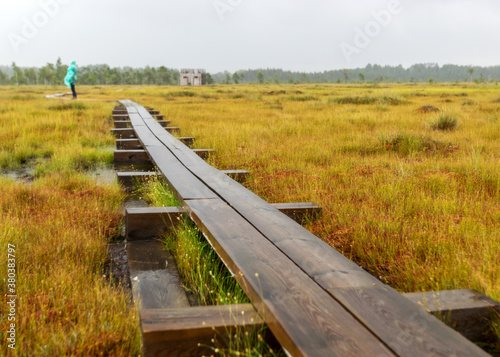 traditional bog landscape with wet trees, grass and bog moss during rain, pedestrian wooden footbridge over the bog, foggy and rainy background