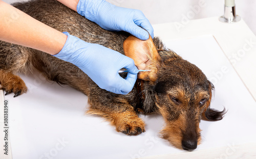 Veterinary examination and cleaning of the dog's ears. Prevention of ear diseases on a white background